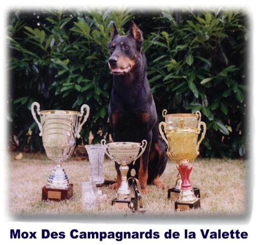 Mox Des campagnards de la valette